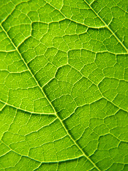 Image showing Leaf texture