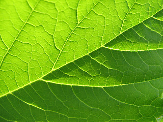 Image showing Leaf texture