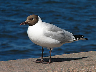 Image showing Seagull