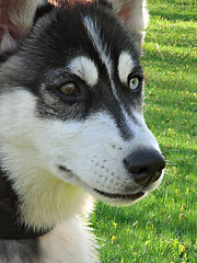 Image showing Husky's face