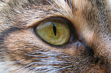 Image showing Cat’s eye