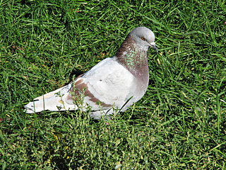 Image showing Pigeon