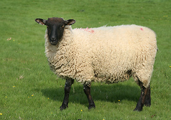 Image showing English sheep in field