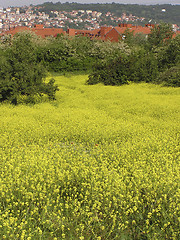 Image showing Rapeseed