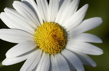 Image showing Oxeye daisy.