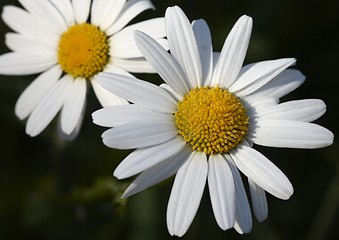 Image showing Oxeye daisy.