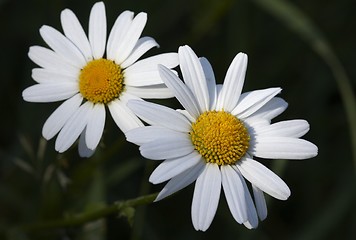 Image showing Oxeye daisy