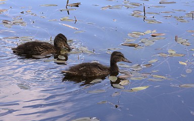 Image showing Duckling