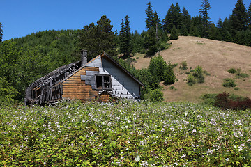 Image showing Old House with Blackberry Field