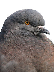 Image showing Pigeon