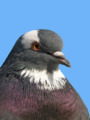 Image showing Rock pigeon