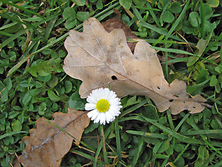 Image showing Autumn flower