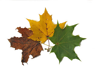 Image showing Three leaves