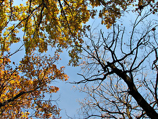 Image showing Autumn sky