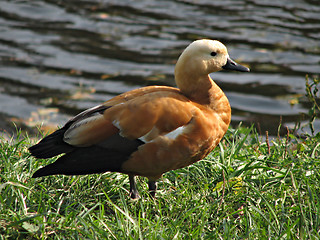 Image showing Sheldduck 