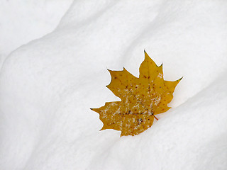 Image showing Leaf on snow 2