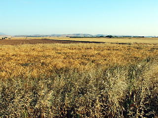Image showing At the fields. Cyprus