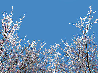 Image showing Winter sky