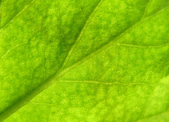 Image showing Leaf texture 3