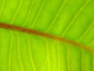 Image showing Leaf texture 4