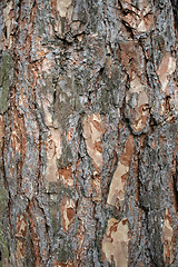 Image showing Pine bark