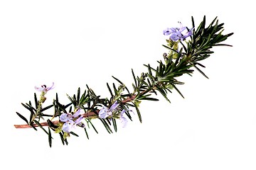 Image showing Rosemary