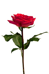 Image showing An isolated red rose