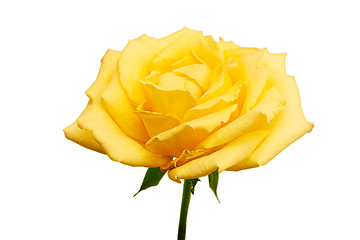 Image showing Brillian Yellow Rose