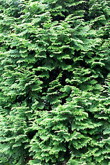 Image showing Conifer background