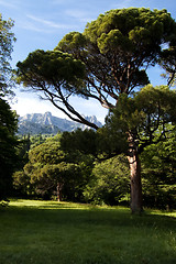 Image showing Vorontsovskiy park in Alupka Ukraine