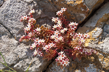 Image showing mountain flowers