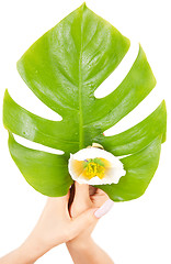 Image showing female hands with green leaf and flower