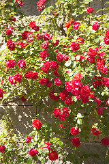 Image showing red roses