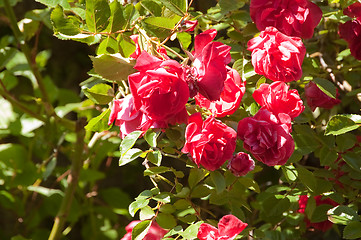 Image showing red roses