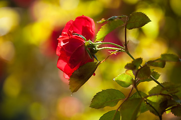 Image showing red roses