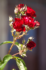 Image showing red roses