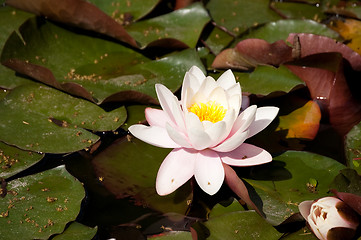 Image showing lotos 