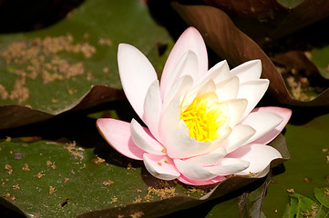 Image showing lotos 