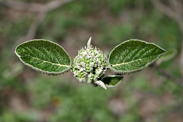 Image showing Spring leaves 5