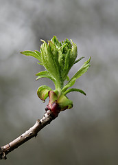 Image showing Spring leaves 6