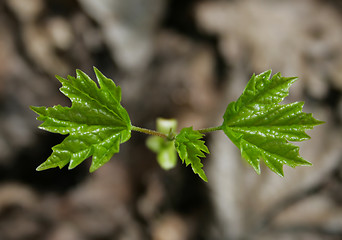 Image showing Spring leaves 7