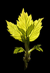 Image showing Spring leaves 8