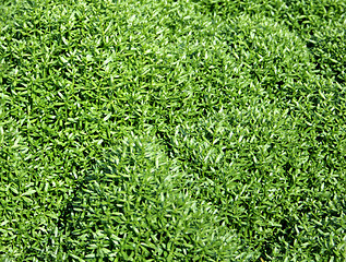 Image showing Grass texture