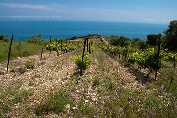 Image showing vigne