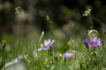 Image showing flowers