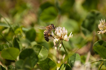 Image showing flowers