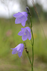 Image showing Bellflower