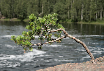 Image showing Zen pine-tree