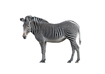 Image showing Zebra 2