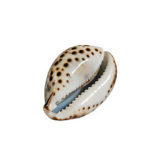 Image showing Seashell